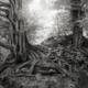 Image for article titled Extraordinary pictures of the most ancient trees on Earth